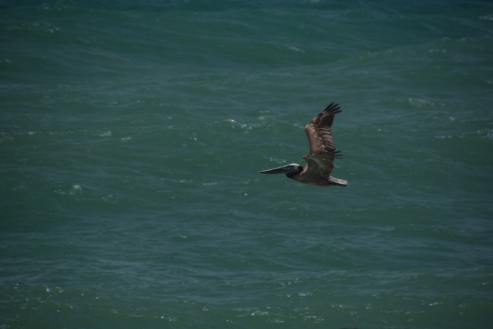 pelican skimming the water